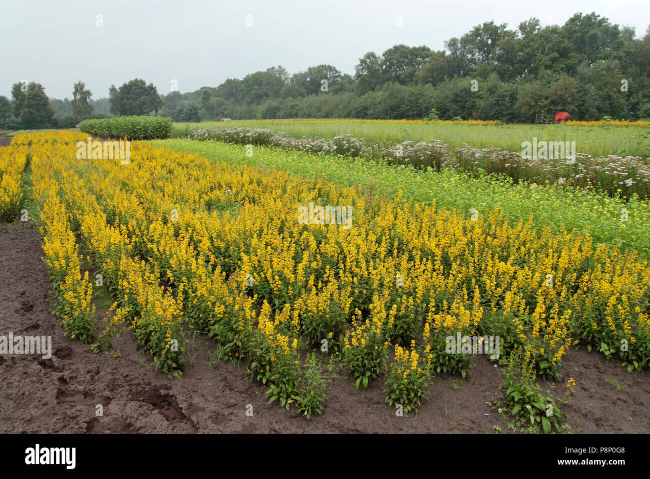 Border at the gardens of A. Vogel, with Golden rod, grown for medical use. Stock Photo
