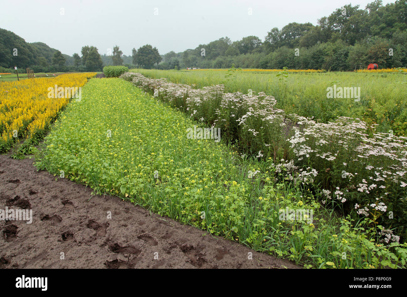 Borders at the gardens of A. Vogel, with herbs and plants, grown for medical use. Stock Photo
