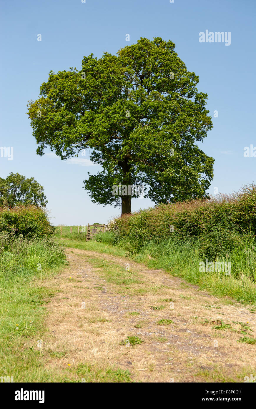 Lonely Tree Different Angle Stock Photo - Alamy
