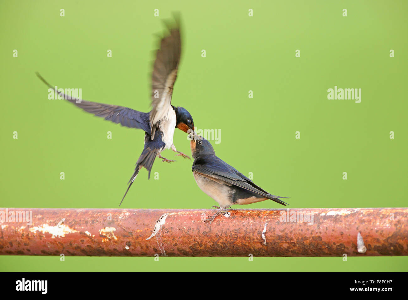 Juvenile Barn Swallow Hirundo Rustica Being Fed By One Of The