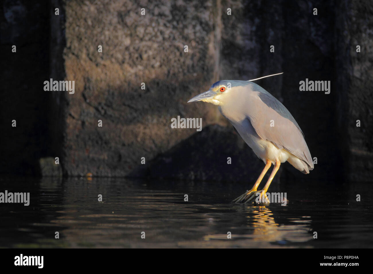 Adult Black-Crowned Night Heron (Nycticorax nycticorax) fouraging in a small harbour in the last sunlight of the evening Stock Photo