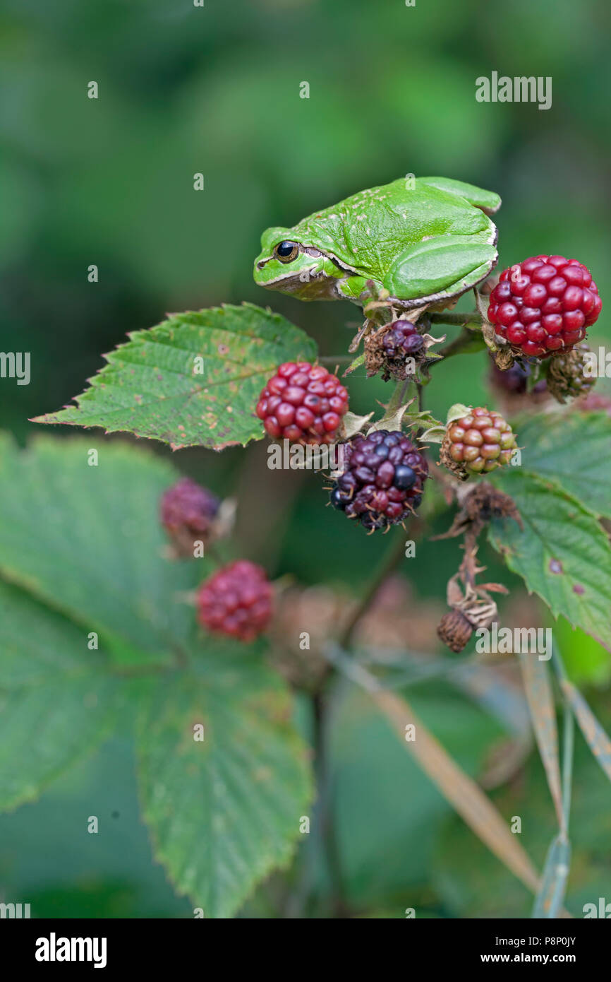 European treefrog sitting on a blackberry Stock Photo
