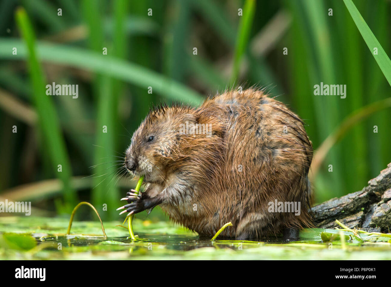 Muskrat (Ondatra zibethicus) eating waterplants at the edge of a lake Stock Photo
