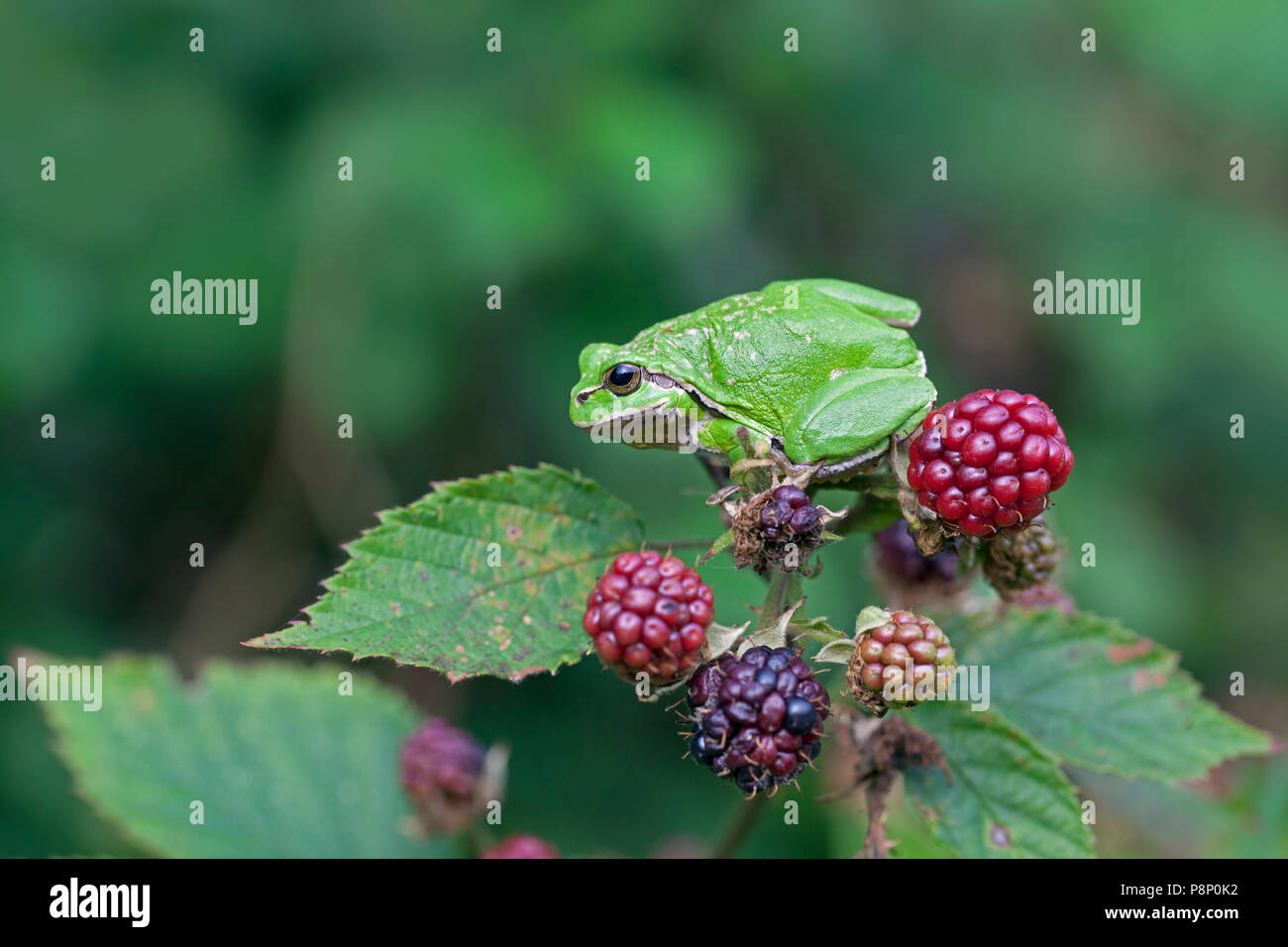 European treefrog stitting on a blackberry Stock Photo