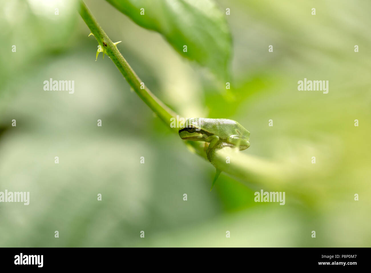 European treefrog hi-res stock photography and images - Alamy