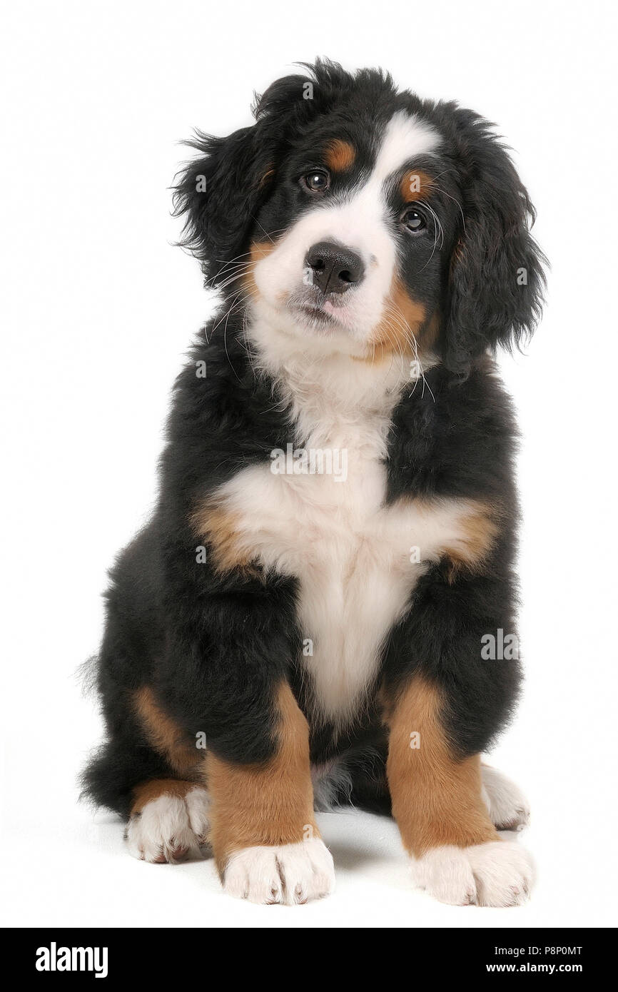 Bernese mountain dog puppy. Stock Photo