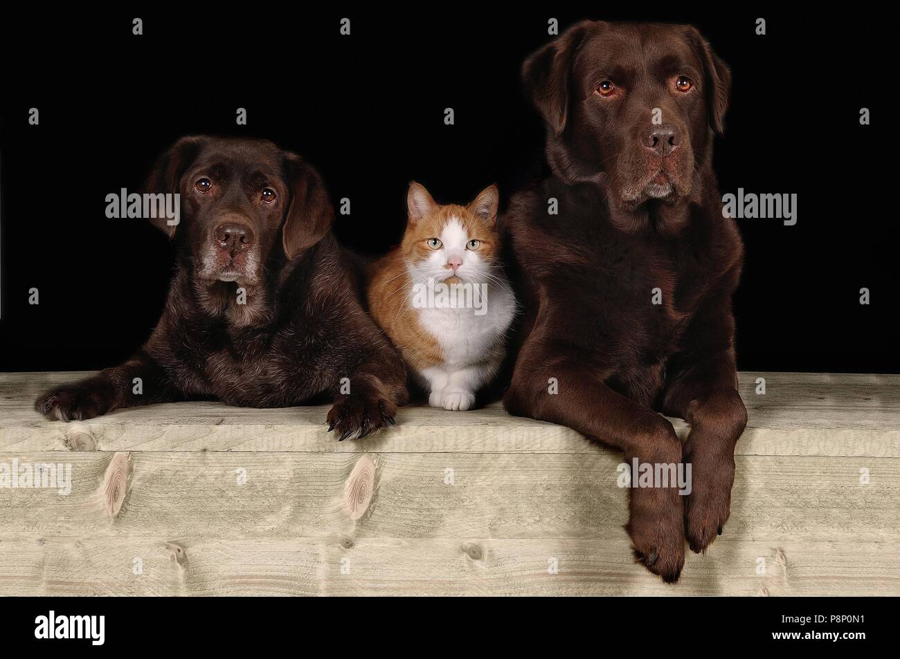 Dogs and cat. Stock Photo