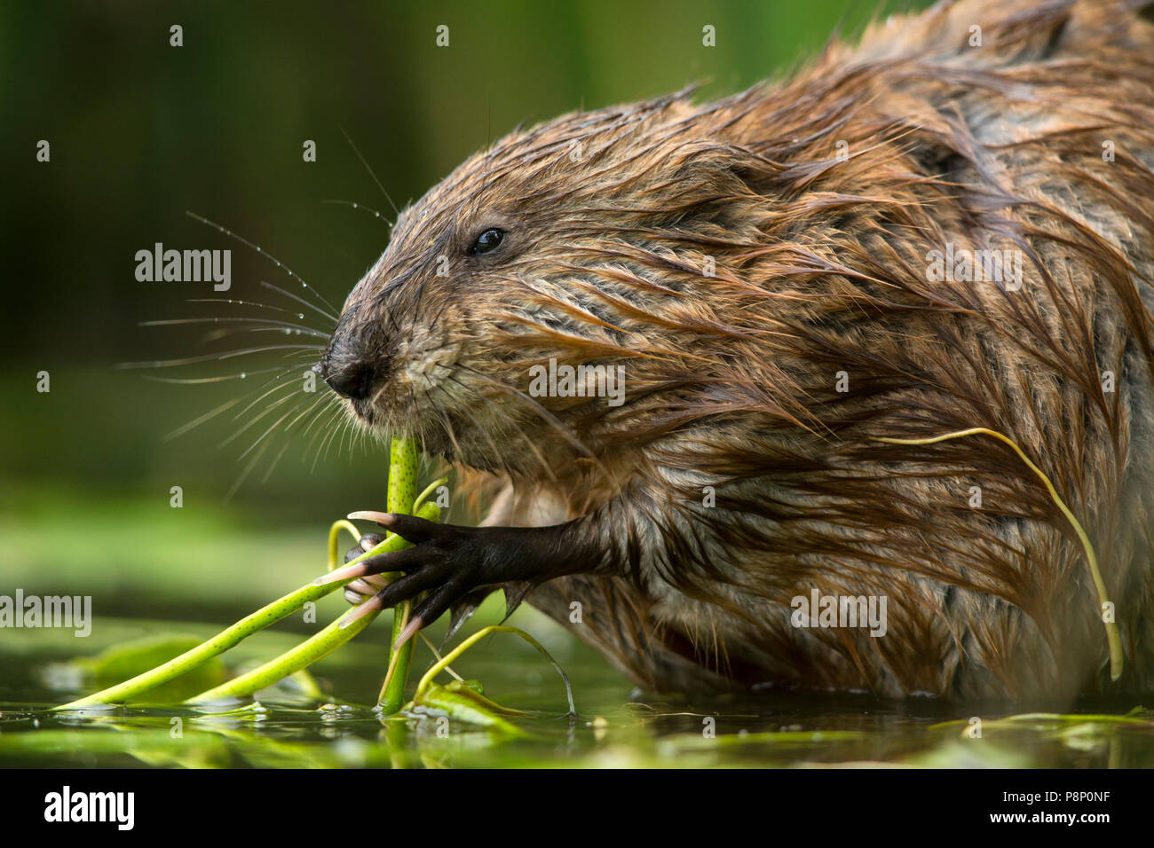 muskrat eating waterplant at the edge of lake Stock Photo