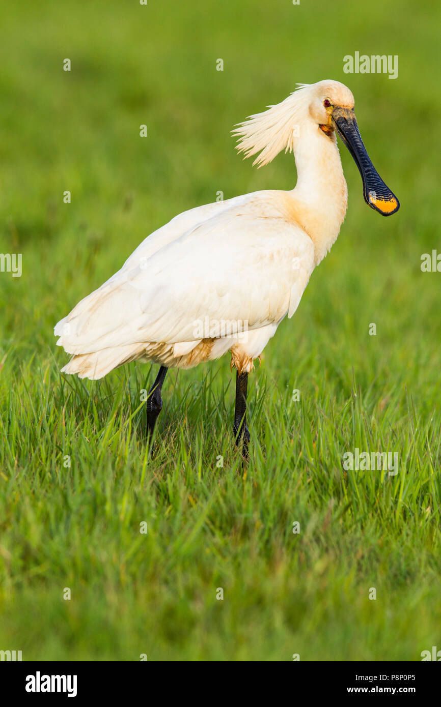 Eurasian Spoonbill in high grass with crest up Stock Photo