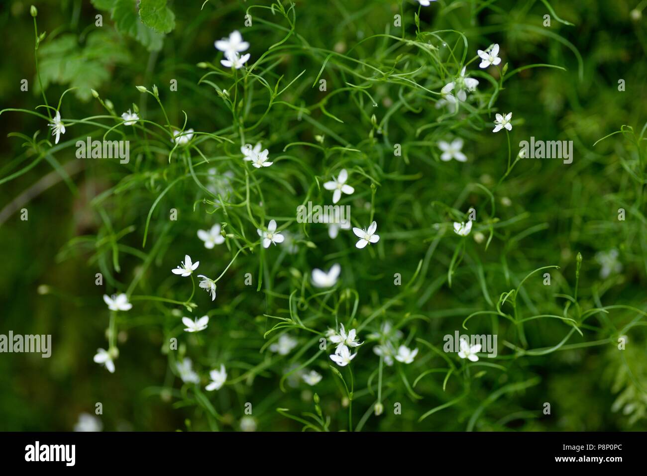 Flowering Mossy Sandwort Stock Photo