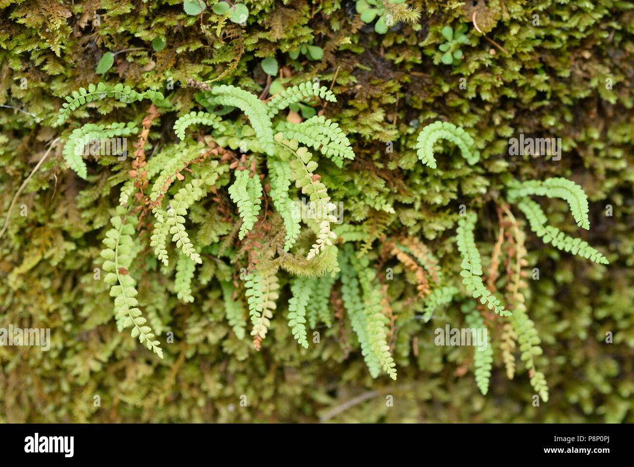 Green Spleenwort growing on rocks in the Slovenian alps Stock Photo