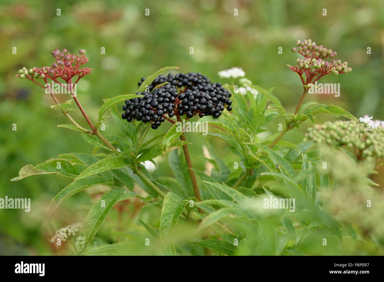 Fruiting Dwarf Elder Stock Photo