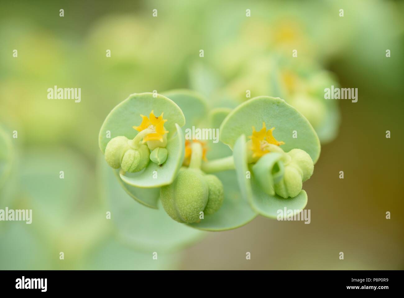 Flowering Sea Spurge Stock Photo