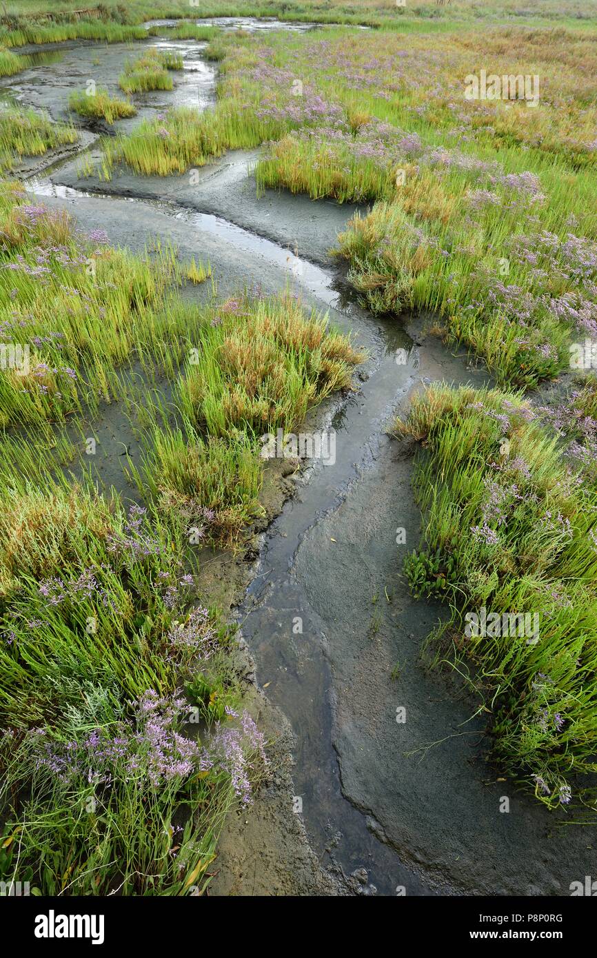 Samphire growing on tidal marsh along the Adriatic coast Stock Photo