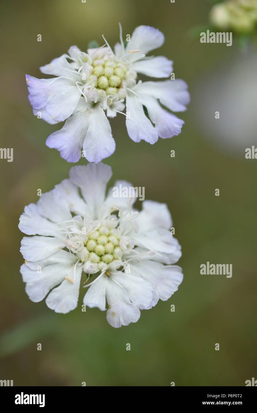 Flowering Scabiosa argentea Stock Photo