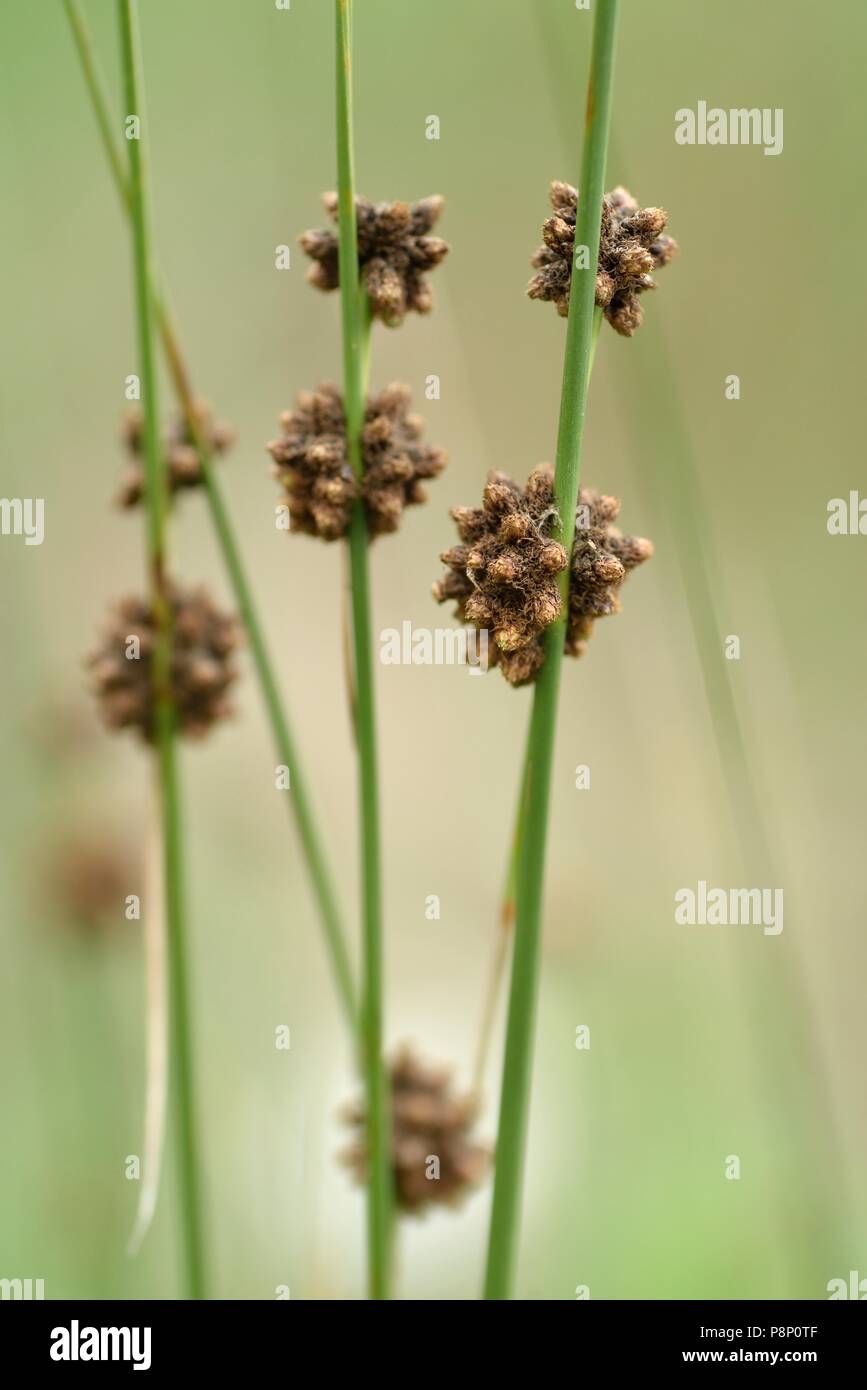 Flowering Round-headed Club-rush Stock Photo