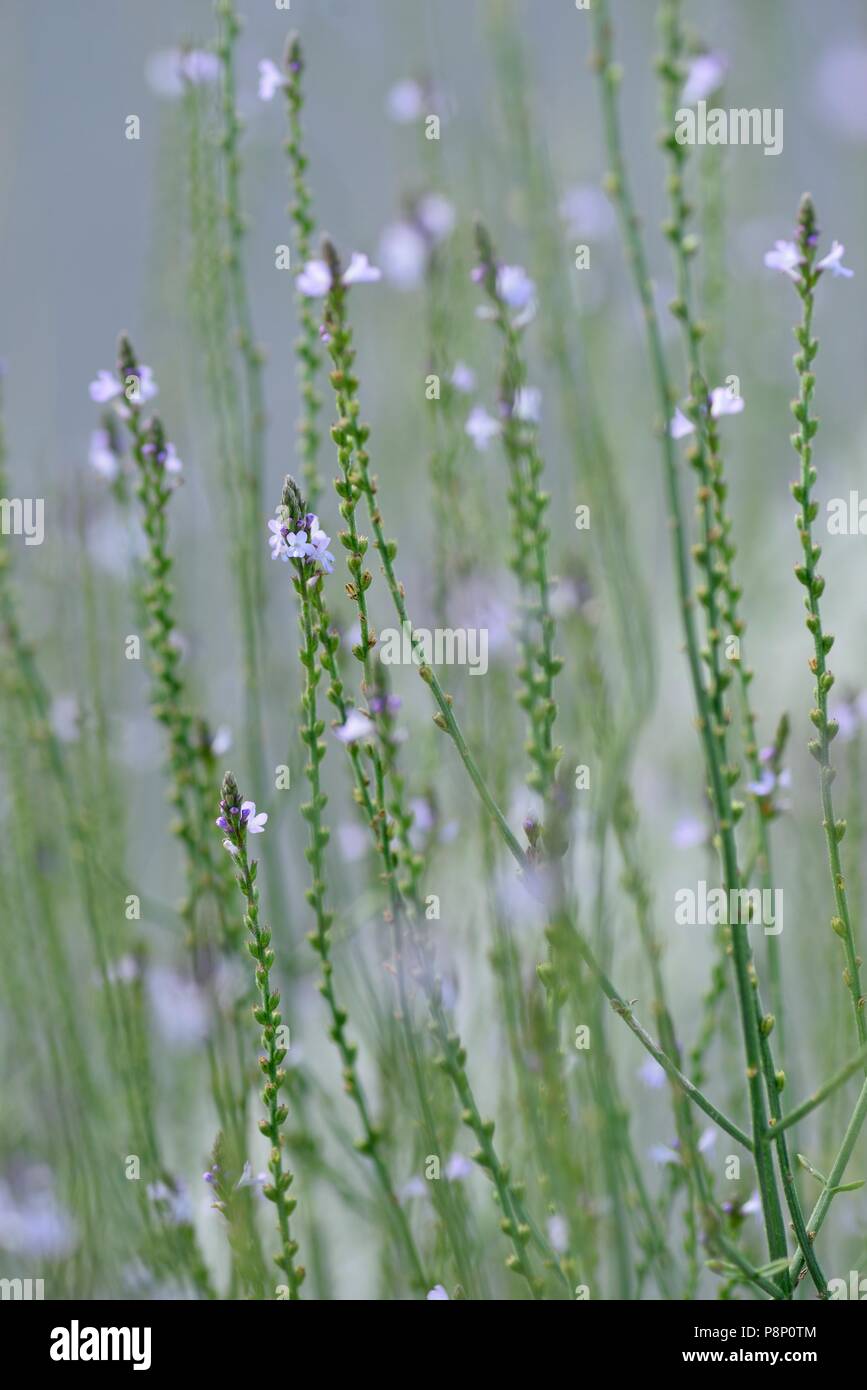 Flowering Vervain Stock Photo