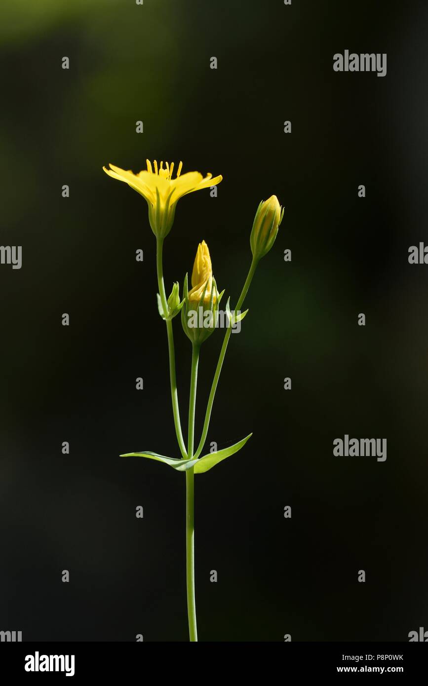 Flowering Yellow-wort Stock Photo