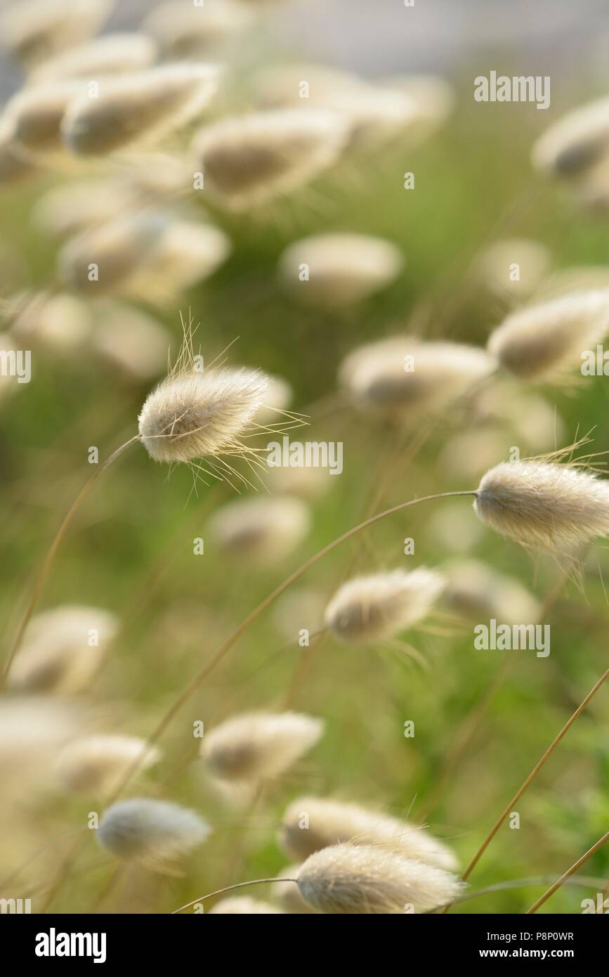 Flowering Hare's-tail Stock Photo
