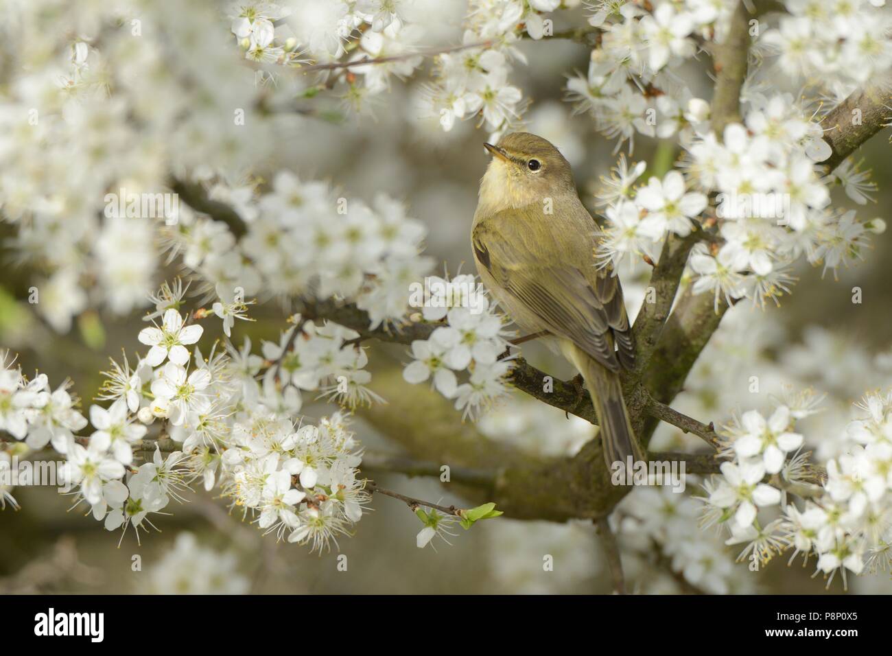 Chiffchaff foraging between the blossom of Blackthorn Stock Photo