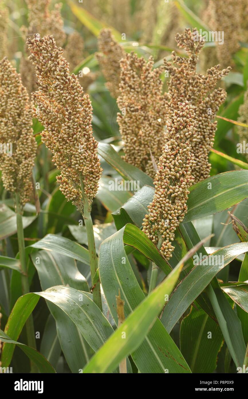 Field with Millet in Italy Stock Photo