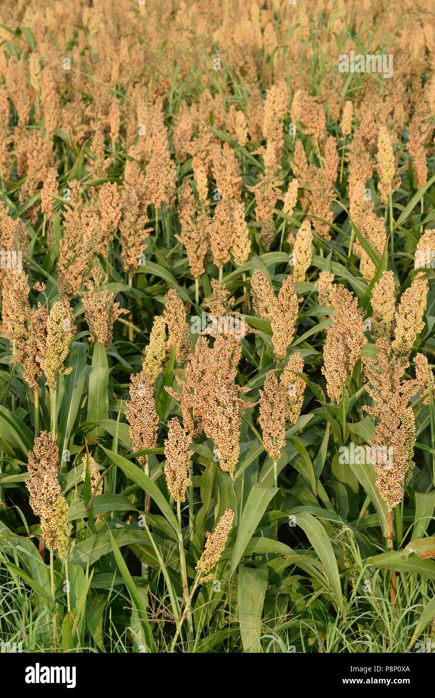 Field with Millet in Italy Stock Photo