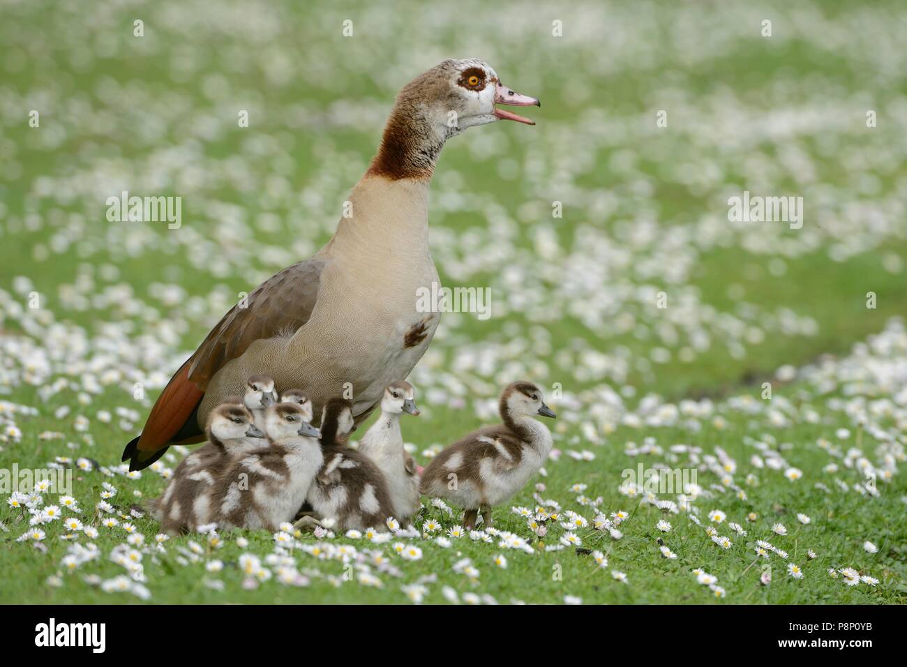 Family of Egyptian goose Stock Photo