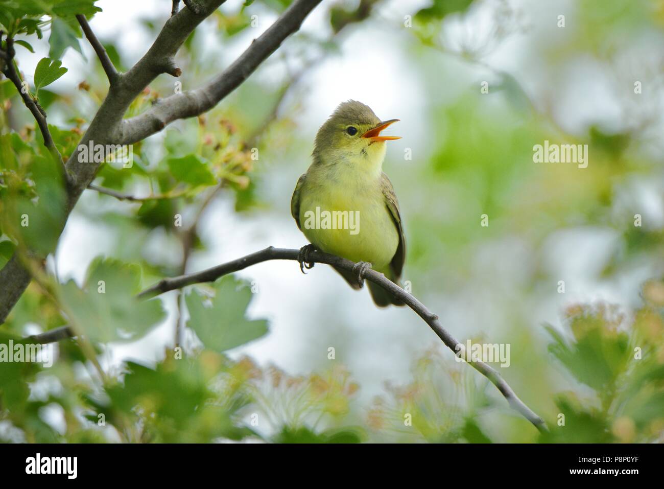 Singing Icterine Warbler in thornbush Stock Photo