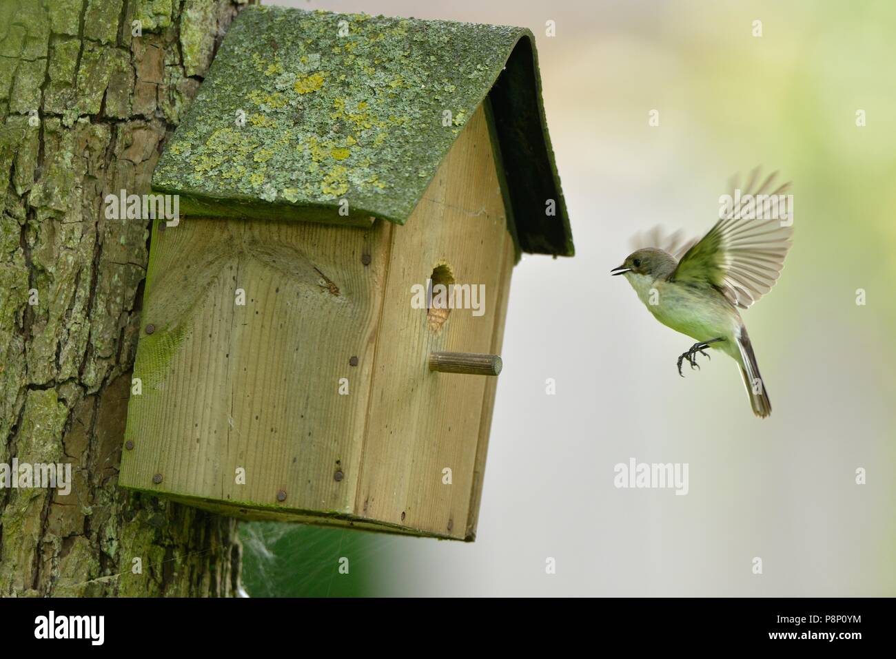 Displaying male European Pied Flycatcher near entrance of nestbox Stock Photo