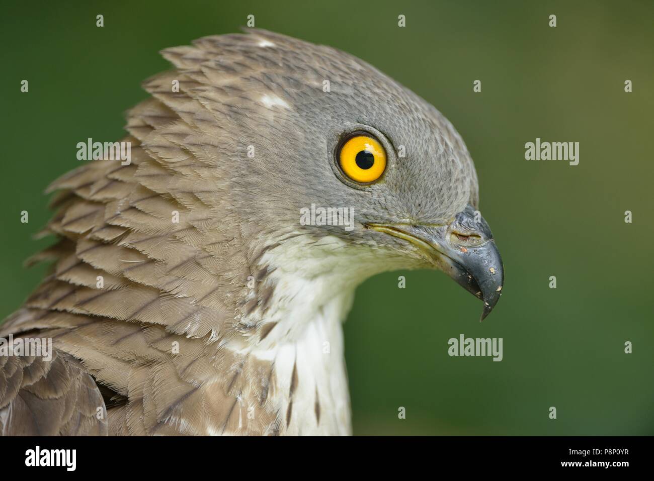 Portrait of an adult male Honey Buzzard caught for banding Stock Photo
