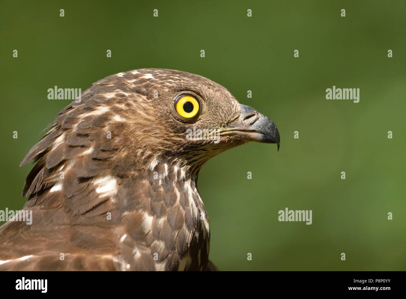 Portrait of an adult female Honey Buzzard caught for banding Stock Photo