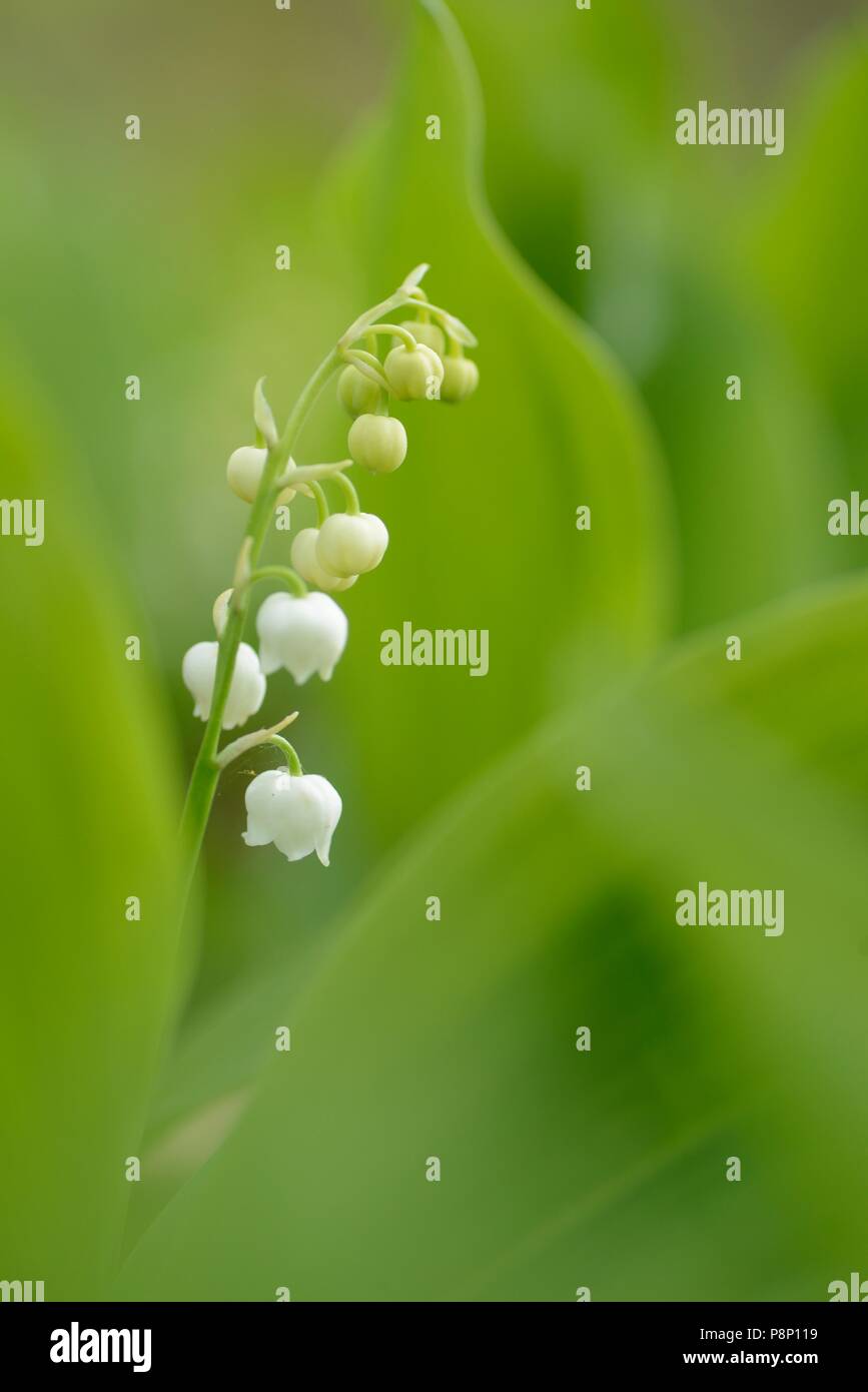 Flowering Lily-of-the-Valley Stock Photo