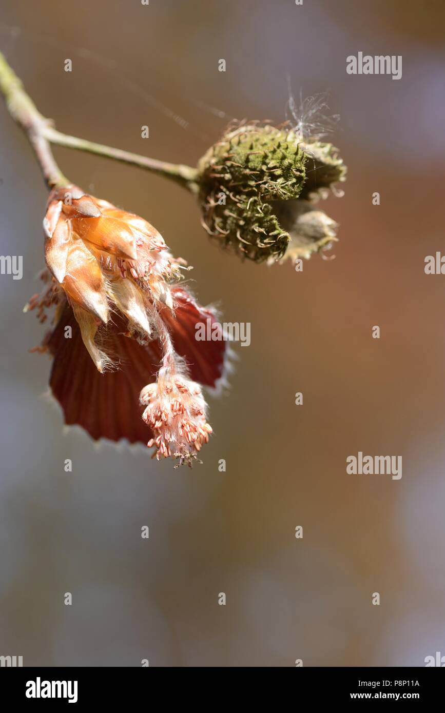 Flowering Copper Beech, a popular cultivar Stock Photo