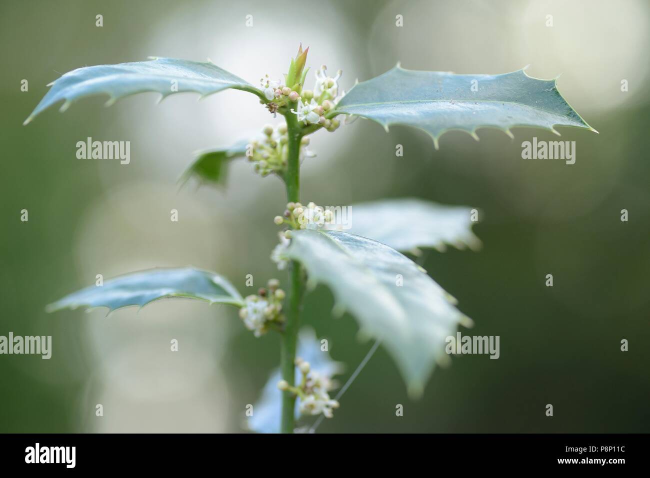 Flowering Common holly Stock Photo