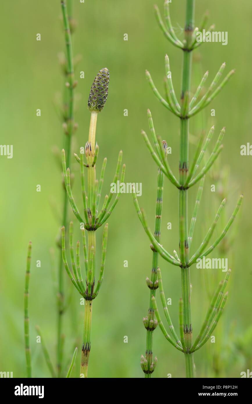 Flowering Marsh horsetail Stock Photo