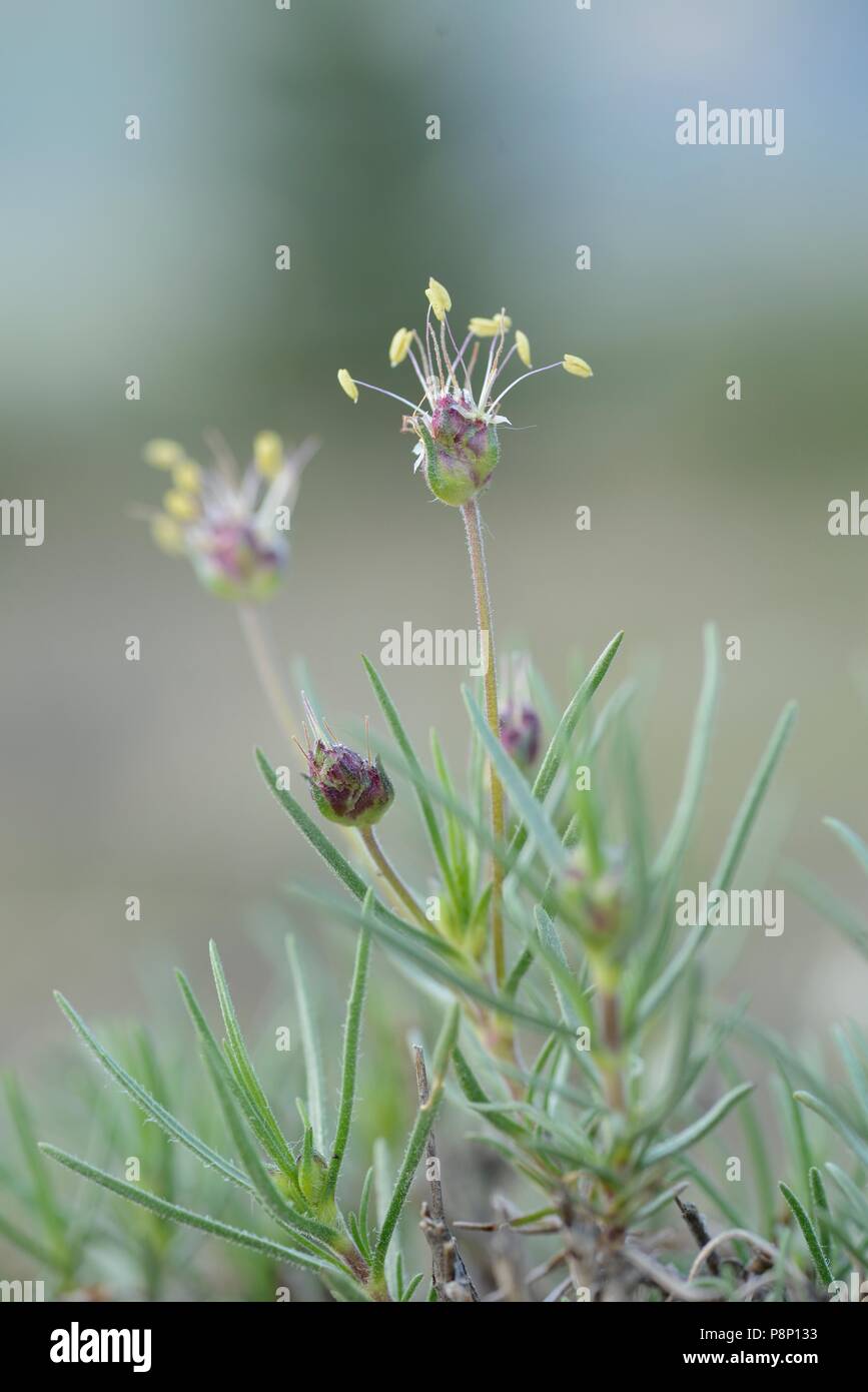 Flowering Shrubby Plantain Stock Photo