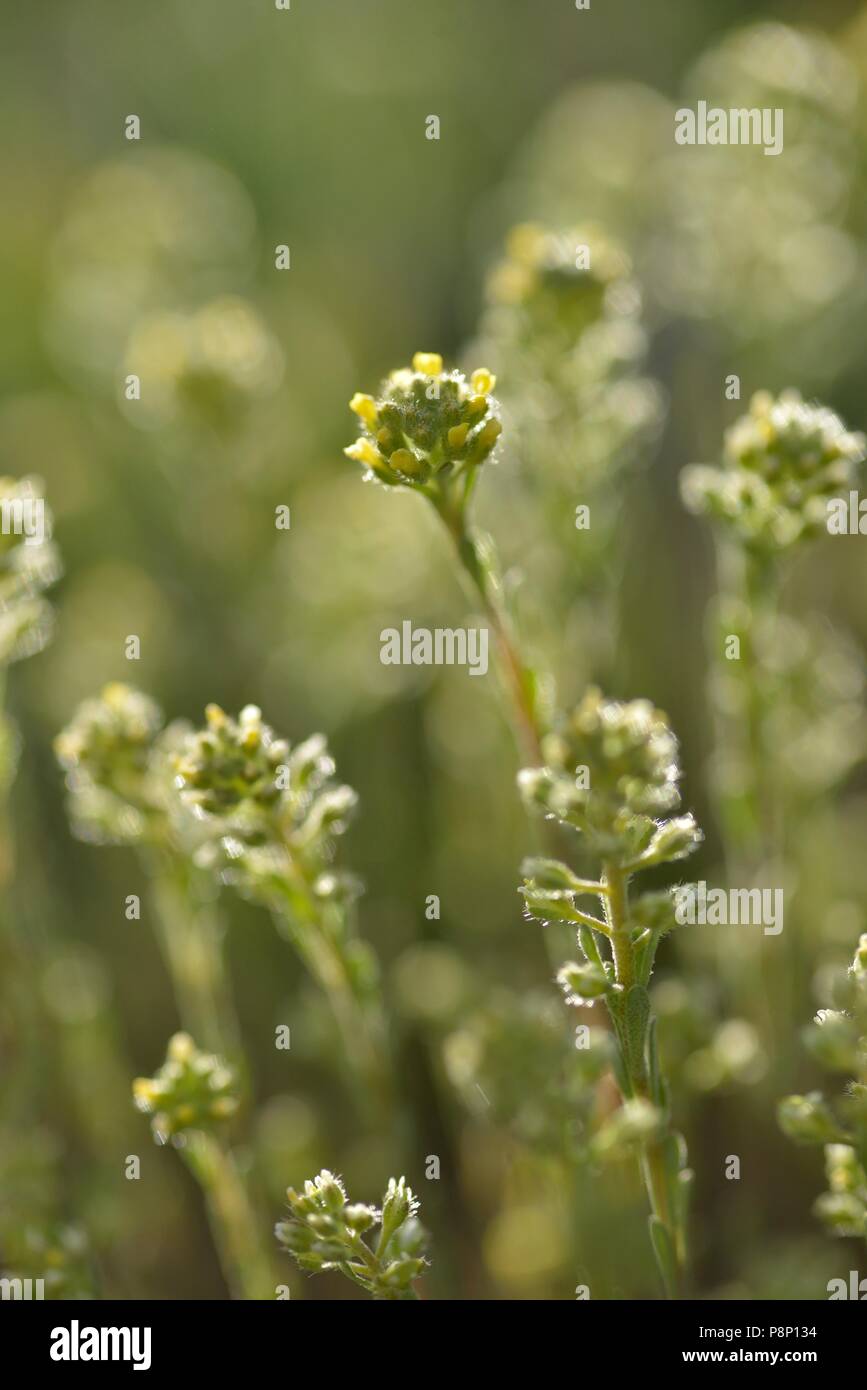 Yellow alyssum hi-res stock photography and images - Alamy