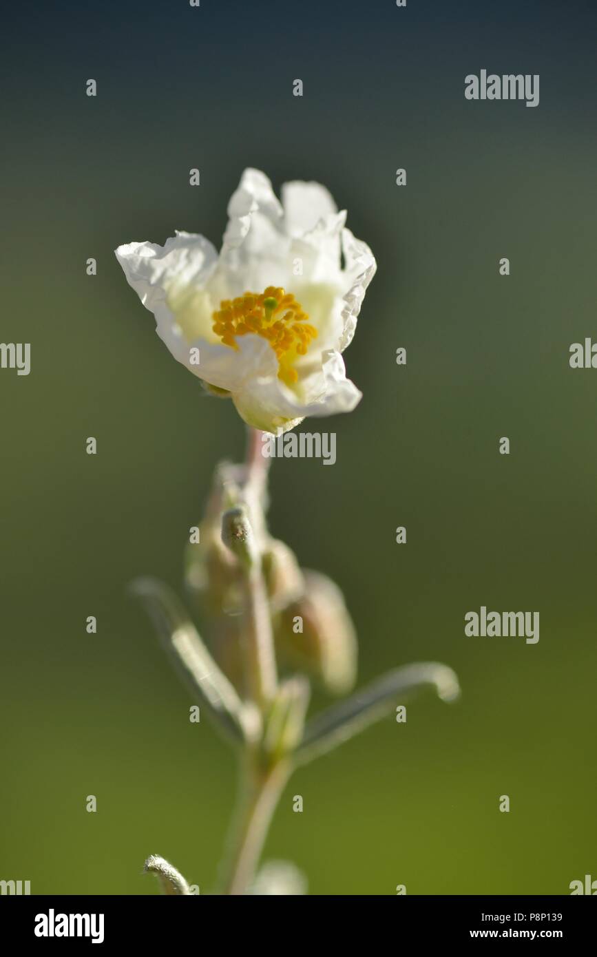 Flowering White Rock-rose Stock Photo