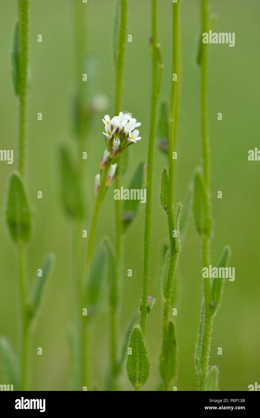 Flowering and fruiting hairy Rock-cress Stock Photo