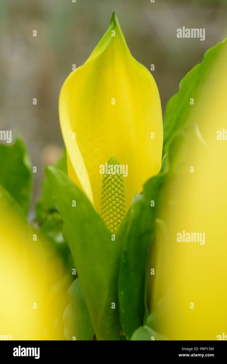 Flowering American Skunk-cabbage Stock Photo