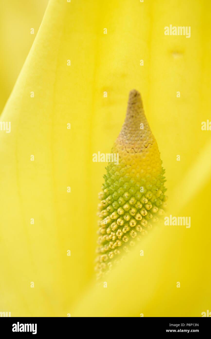 Flowering American Skunk-cabbage Stock Photo