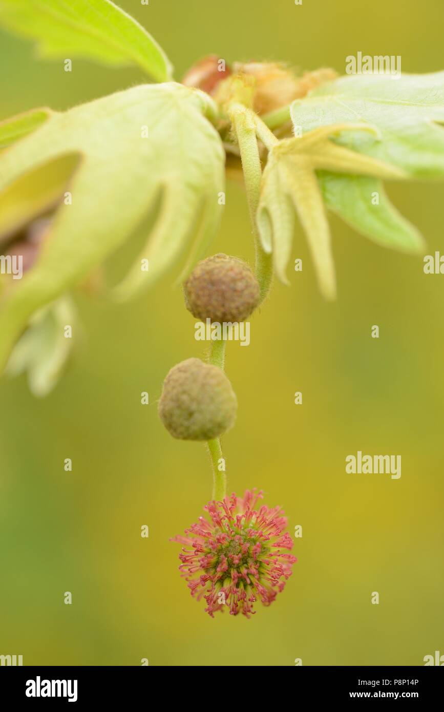 Detail of the inflorescence of the Oriental plane Stock Photo