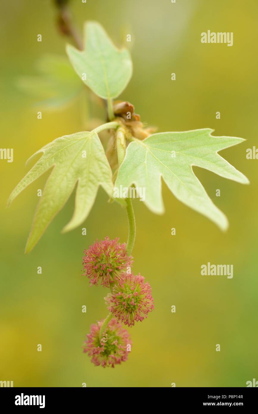 Detail of the inflorescence of the Oriental plane Stock Photo