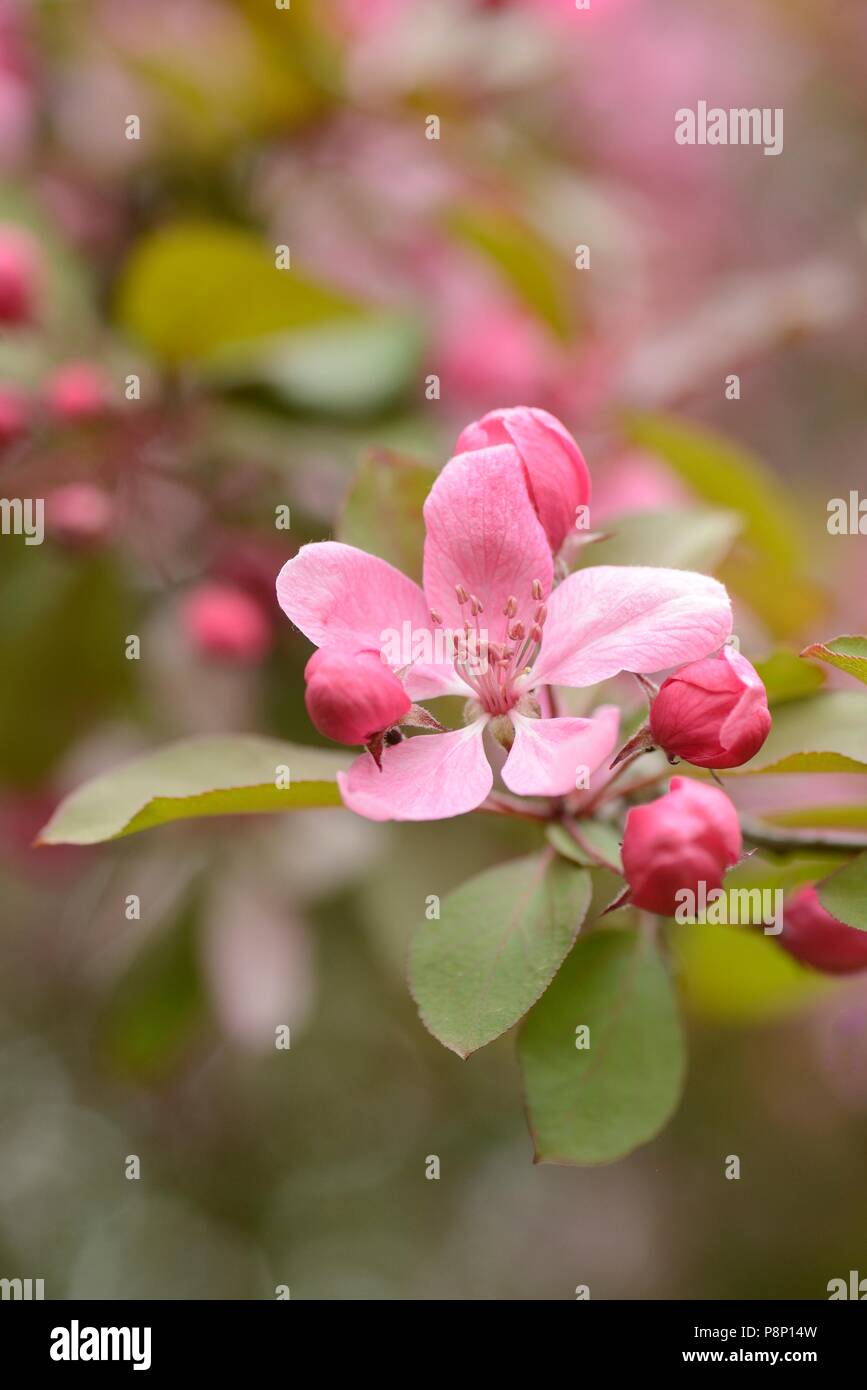 Blossom of Malus 'Kingsmere' Stock Photo