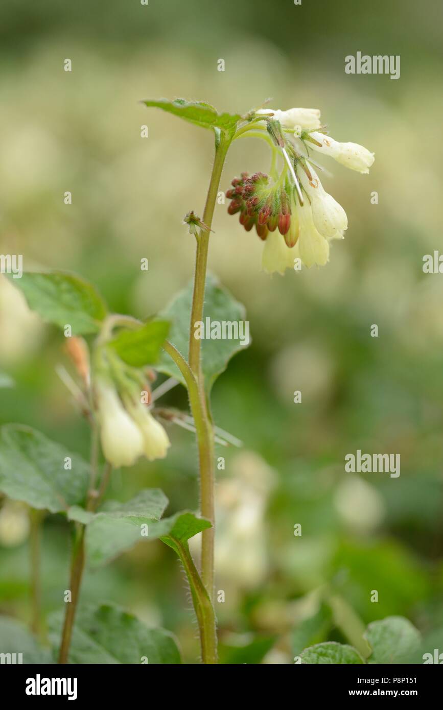 Flowering Creeping Comfrey Stock Photo