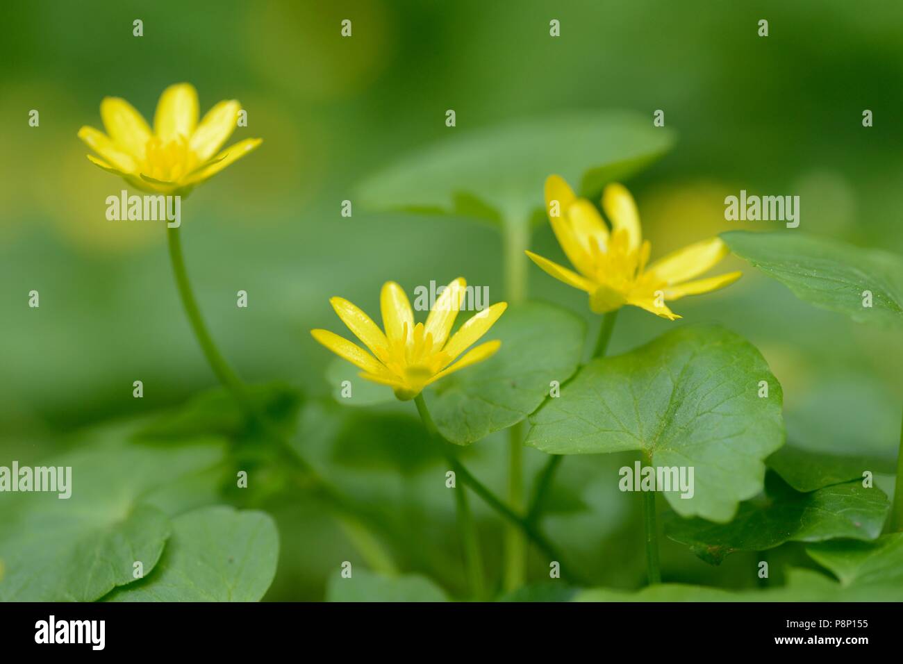 Flowering Lesser celandine Stock Photo