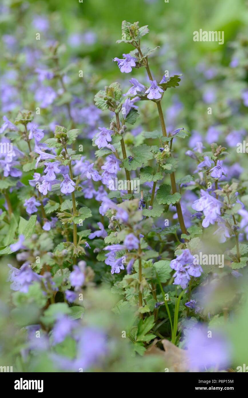 Flowering Ground-Ivy Stock Photo