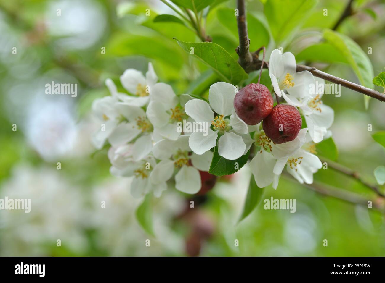 Due to the warm winter birds have had no interest in feeding on the crabapples and they are still hanging in the tree when the blossom starts Stock Photo
