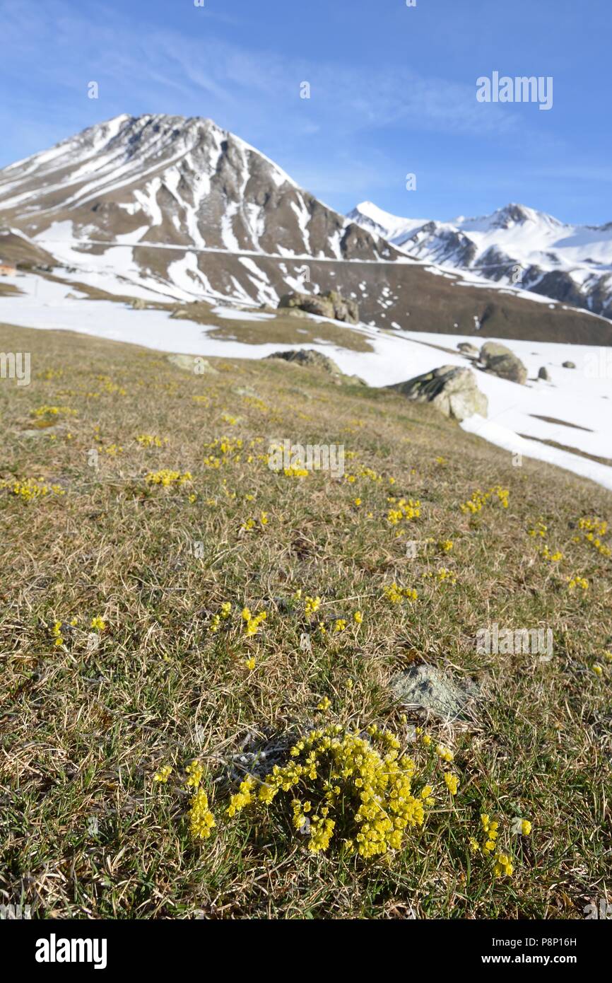 Flowering Yellow Saxifrage at the start of spring Stock Photo