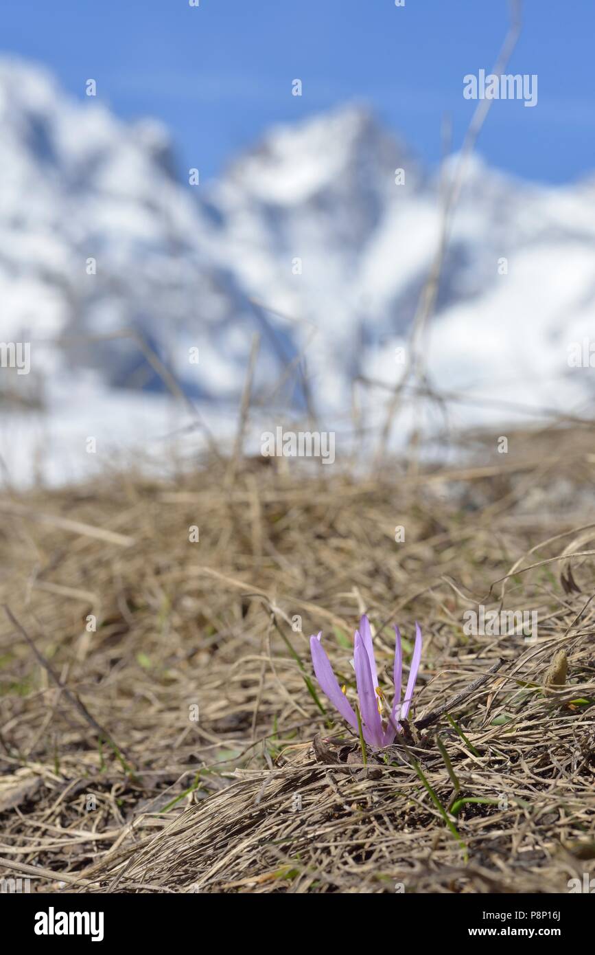 Flowering Spring Meadow saffron Stock Photo